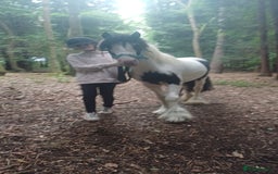 Irish Cob horses for sale: 3 Yr old colt for rehoming - Image 2