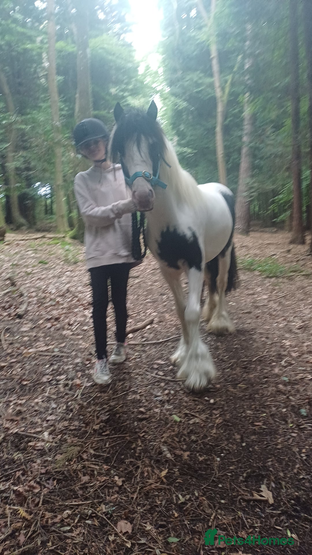 Irish Cob horses for sale: 3 Yr old colt for rehoming - Image 2