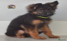 German Shepherd dogs for sale: 💥REDUCED PRICE💥 3 GIRLS German shepherd puppies  - Image 6