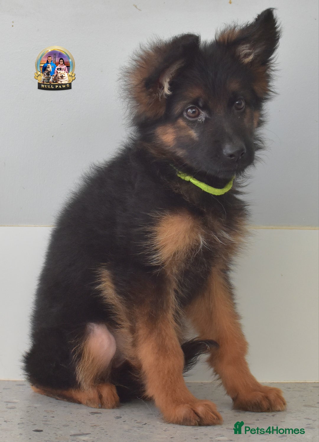 German Shepherd dogs for sale: 💥REDUCED PRICE💥 3 GIRLS German shepherd puppies  - Image 6