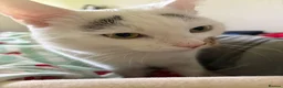 Turkish Angora cats for sale: Mando looking for a loving home - Advert 3