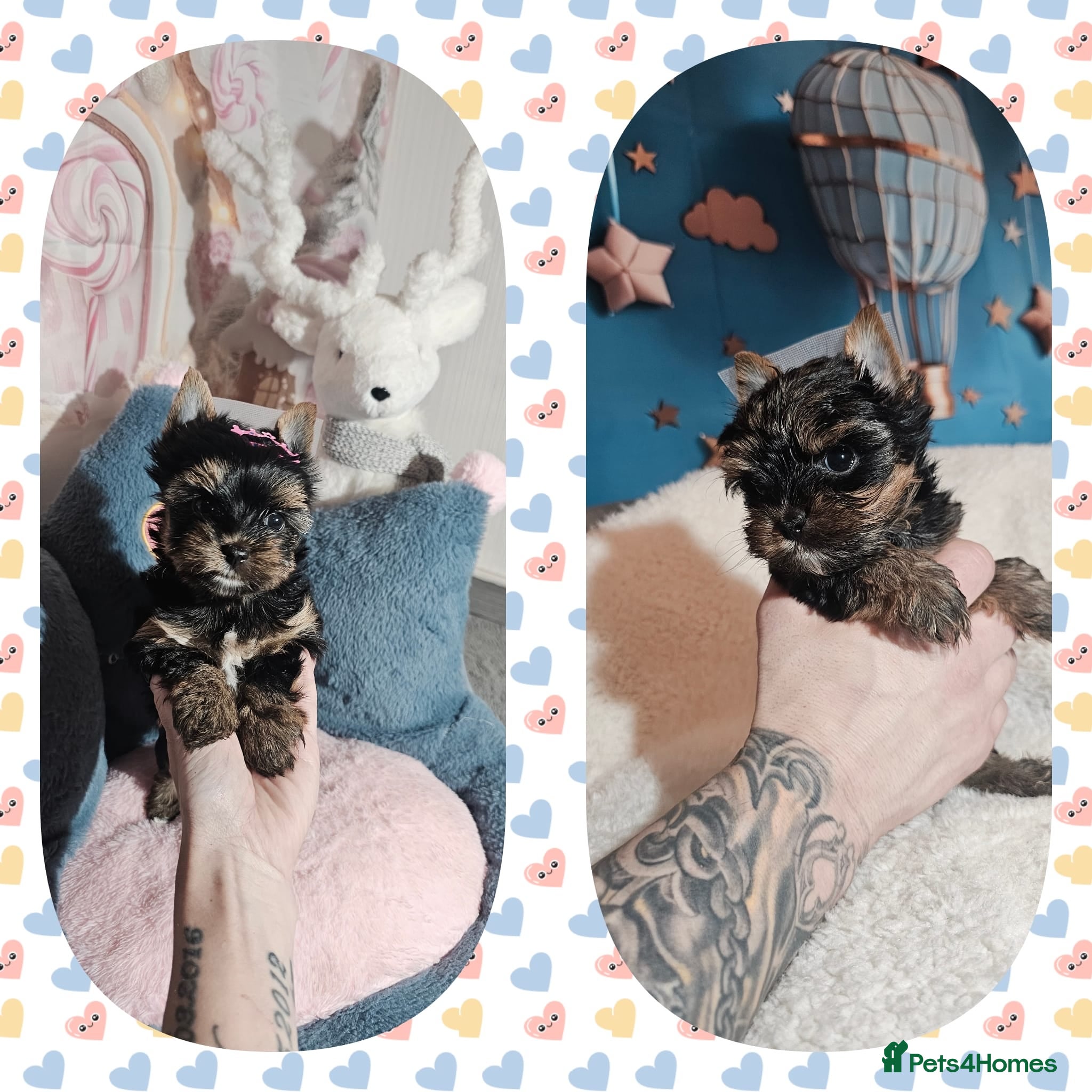 Yorkshire Terrier dogs Ready for a new home🥰Tiny Yorkshire Terrier  - Advert 3