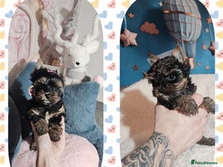 Yorkshire Terrier dogs Ready for a new home🥰Tiny Yorkshire Terrier - Advert 2