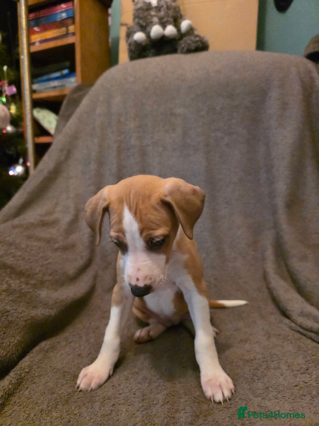 Mixed Breed dogs for sale: Italian Greyhound x Bull Greyhound Puppies - Advert 10