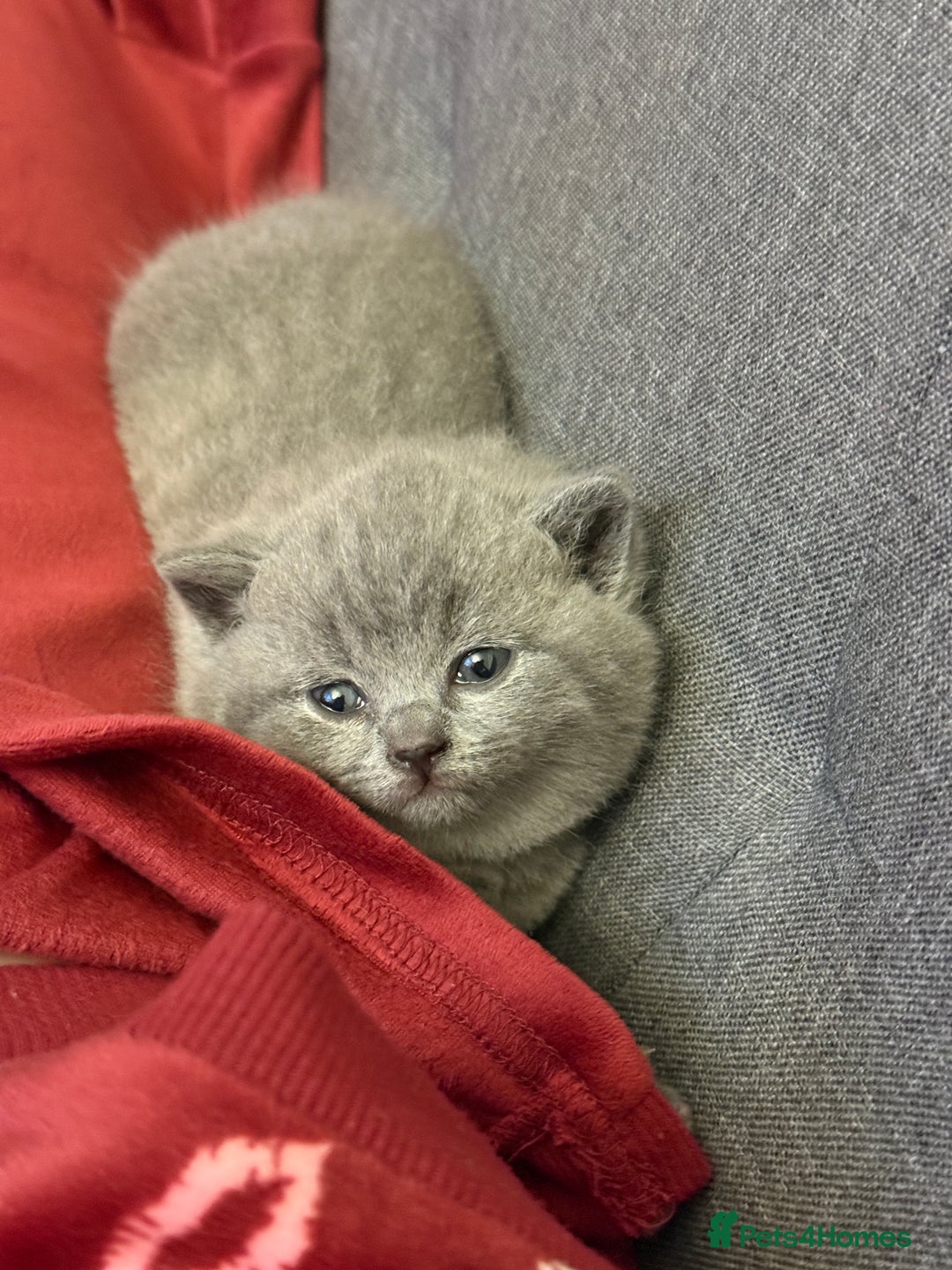 British Shorthair cats for sale: 💙 Beautiful British Shorthair Blue Kittens 💙 - Advert 10