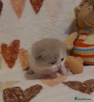 British Shorthair cats - Advert 2