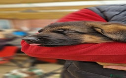 German Shepherd dogs for sale: KC registered German shepherd puppies - Image 19