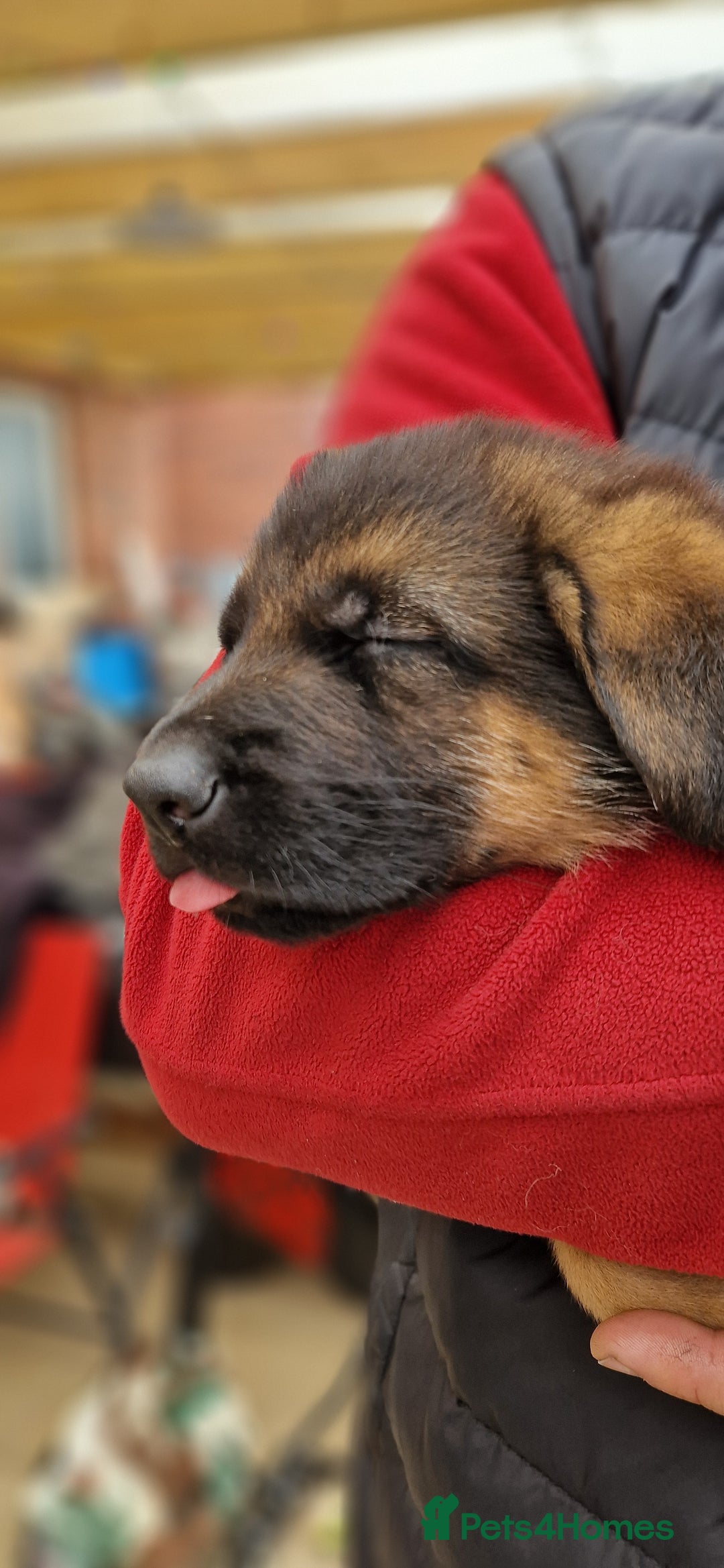 German Shepherd dogs for sale: KC registered German shepherd puppies - Image 19