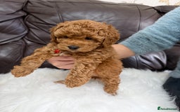 Toy Poodle dogs for sale: Gorgeous Fox Red Toy Poodle Females😍 - Image 18