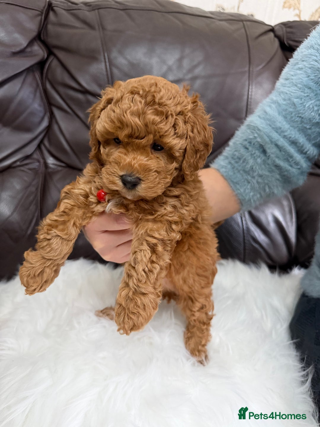 Toy Poodle dogs for sale: Gorgeous Fox Red Toy Poodle Females😍 - Image 18