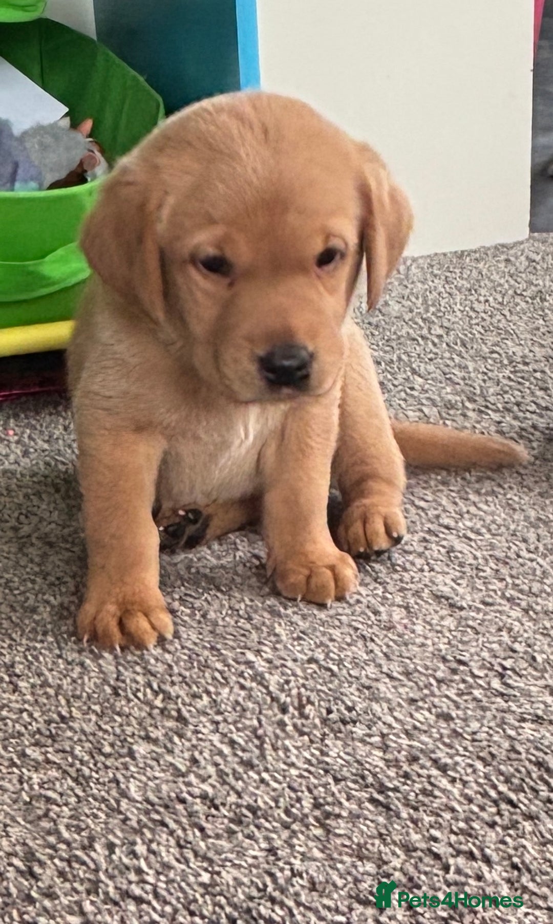 Labrador Retriever dogs for sale: Stunning KC Red Labrador puppies - Image 4