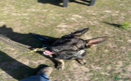 German Shepherd dogs for sale: Outstanding Female GSD, 6 months old - Image 6