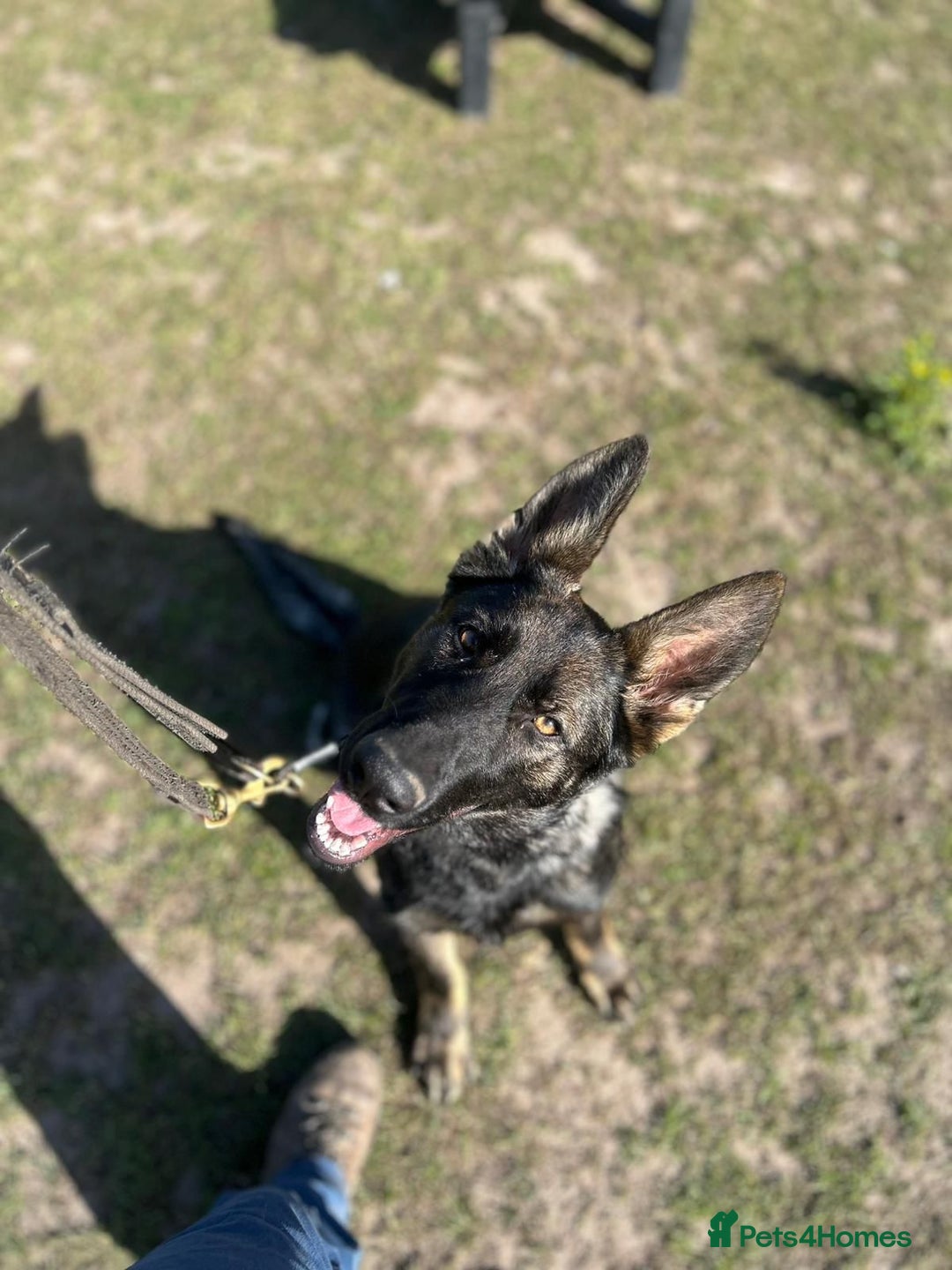 German Shepherd dogs for sale: Outstanding Female GSD, 6 months old - Image 6