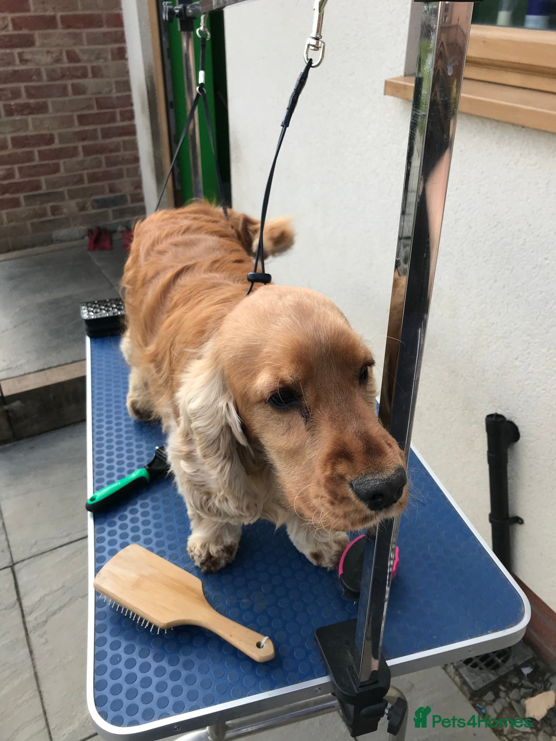 Cocker Spaniel dogs for sale: KC reg show cocker spaniel puppies in Wisbech - Image 13