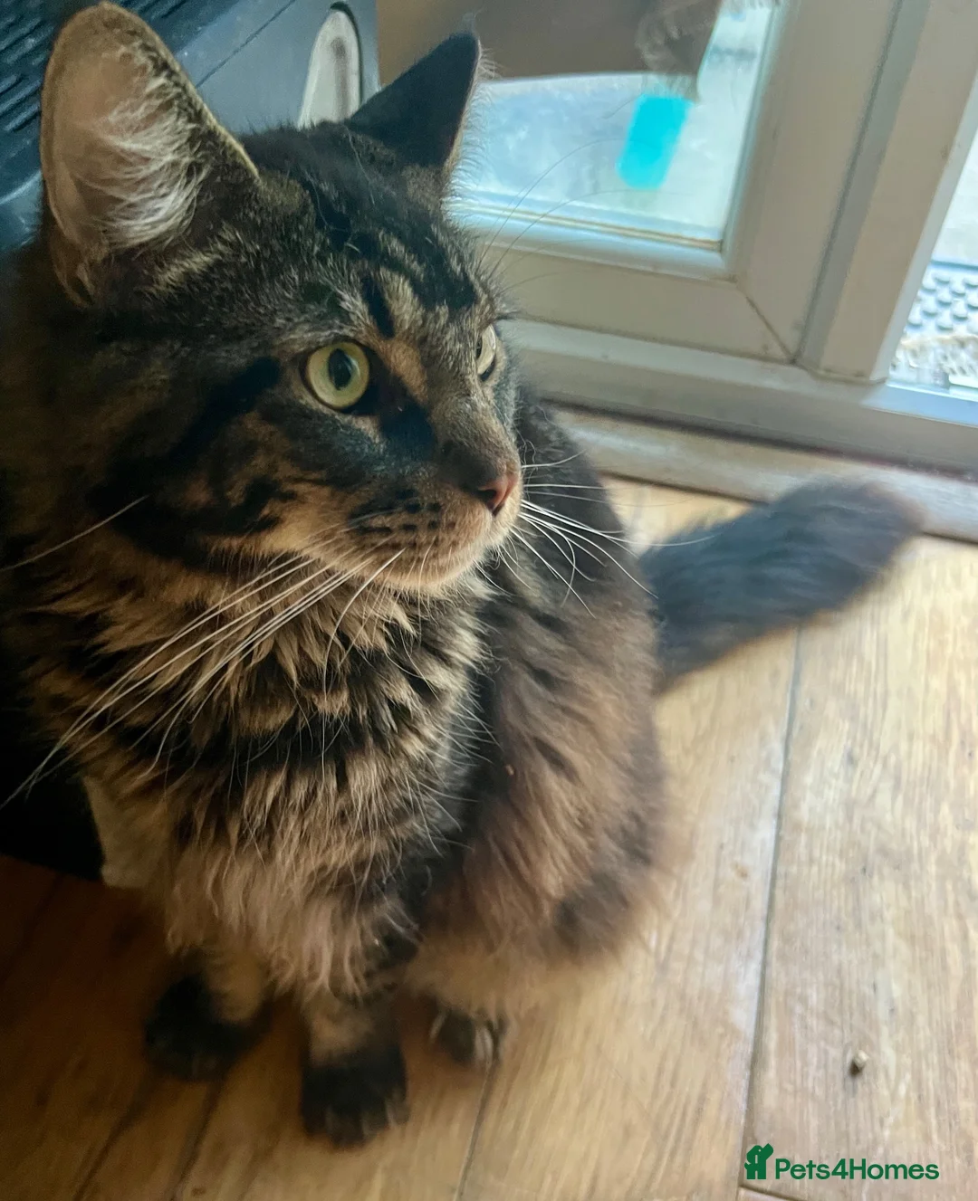Maine Coon cats for sale: Large Maine coon  - Advert 2