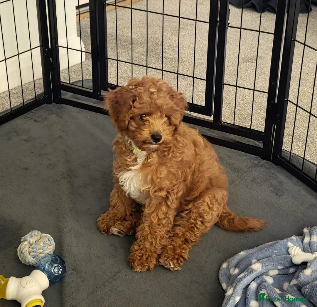 Cavapoo dogs for sale:  1 boy remaining. Health tested stunning cavapoos - Advert 26