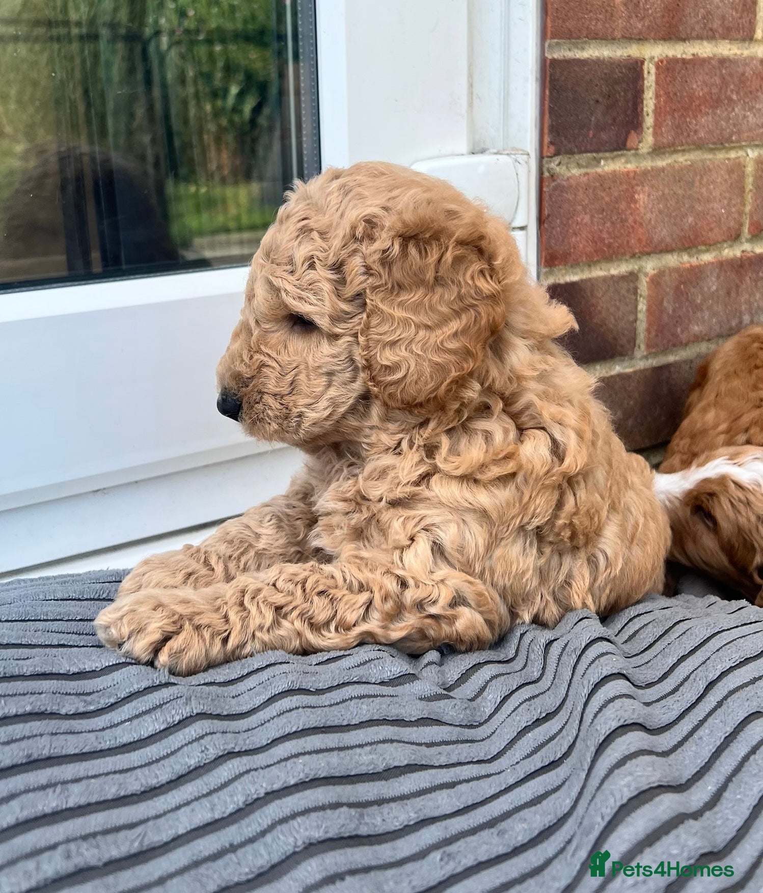 Australian Labradoodle Puppy 5