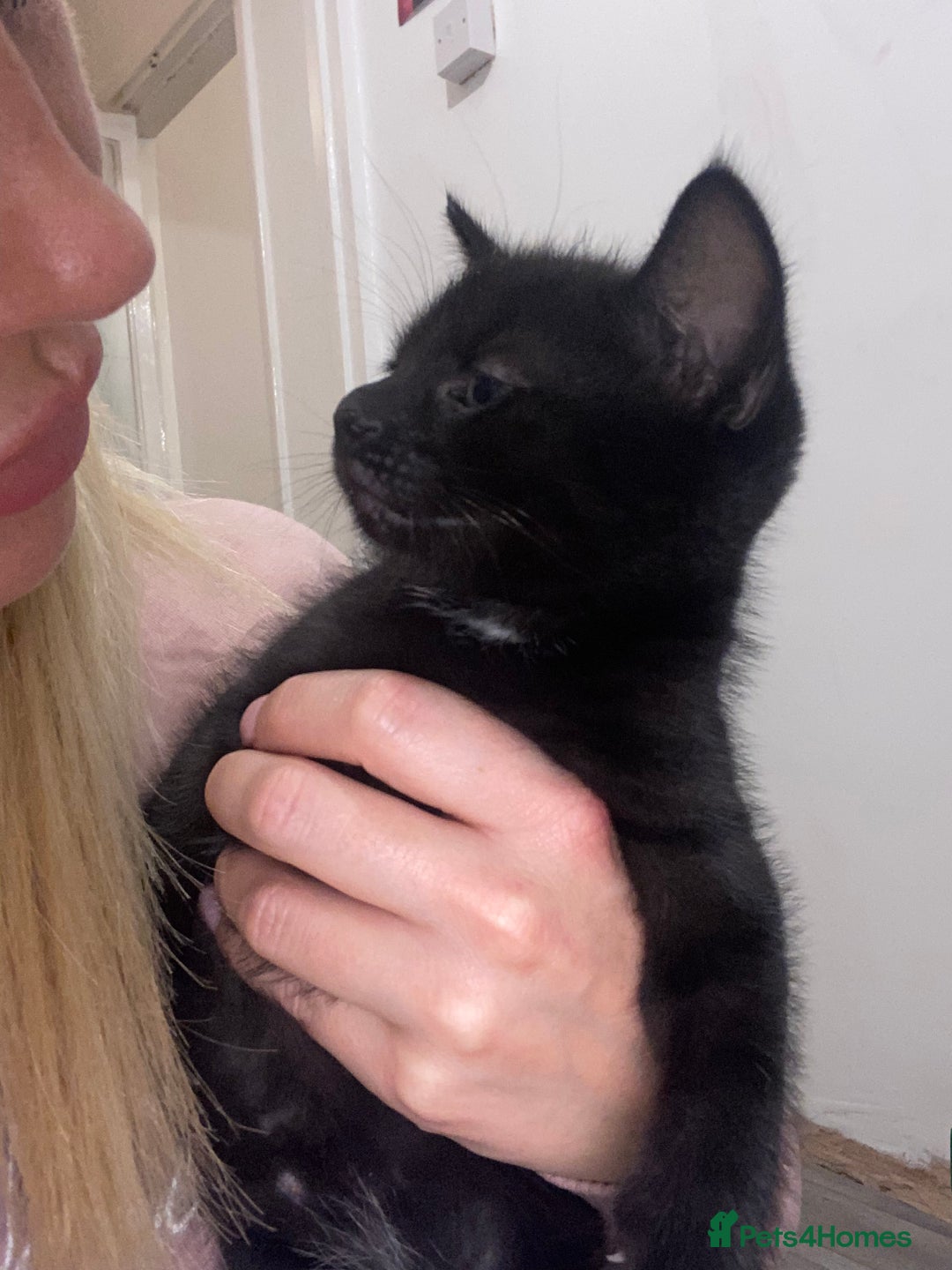 Mixed Breed cats for sale: 3 beautiful kittens for sale ready Friday 24/10 - Image 8