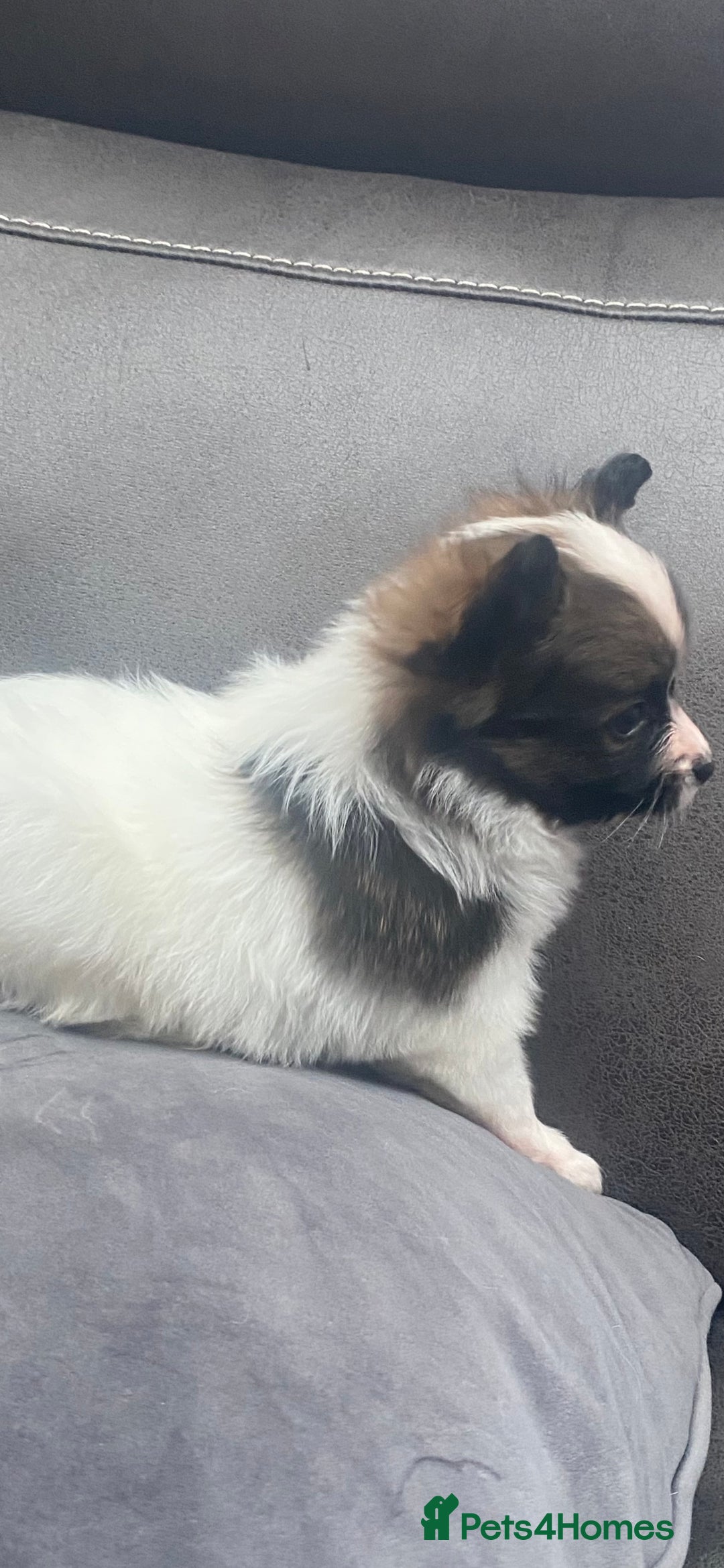 Papillon dogs for sale: Beautiful papillon girls - Advert 5