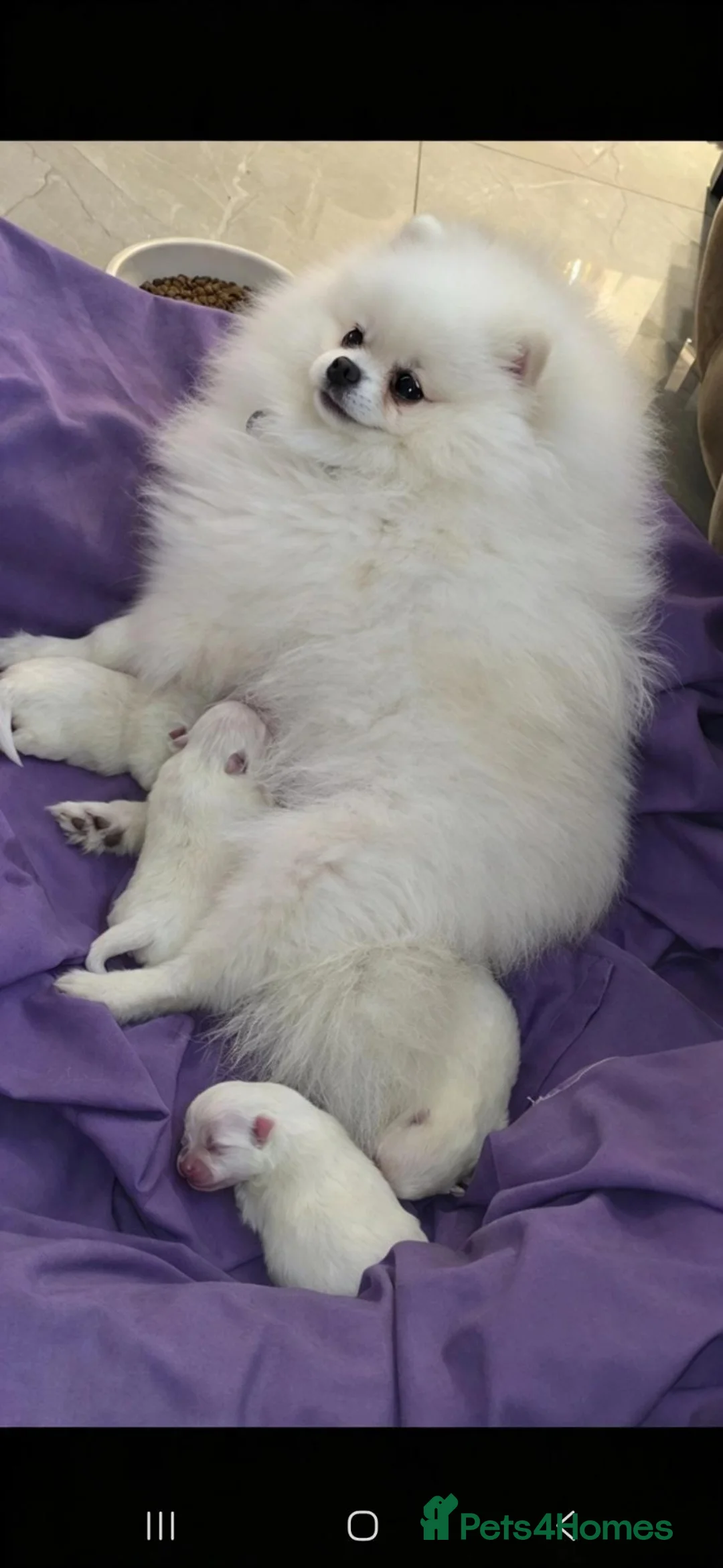 Pomeranian dogs for sale: Gorgeous white fluffy pomeranians in Preston - Advert 2