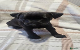 Mixed Breed dogs for sale: Patterdale/ fell terriers/ lakeland  - Image 12