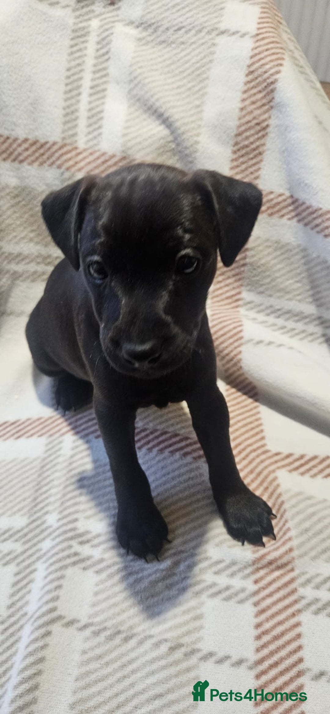 Mixed Breed dogs for sale: Patterdale/ fell terriers/ lakeland  - Image 12