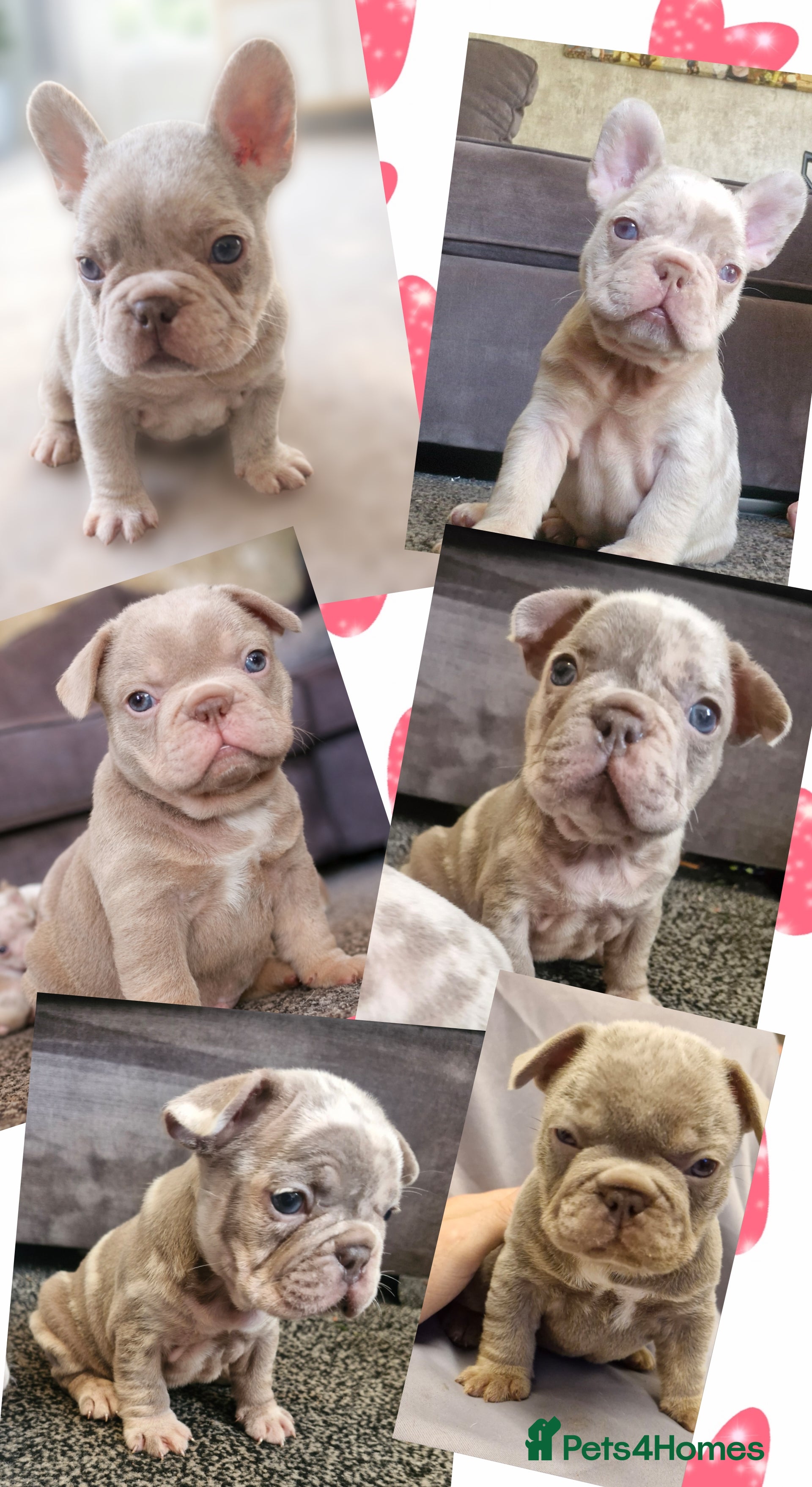 French Bulldog dogs 5 Stunning merle french bulldogs  - Advert 3