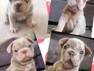 French Bulldog dogs 5 Stunning merle french bulldogs - Advert 3