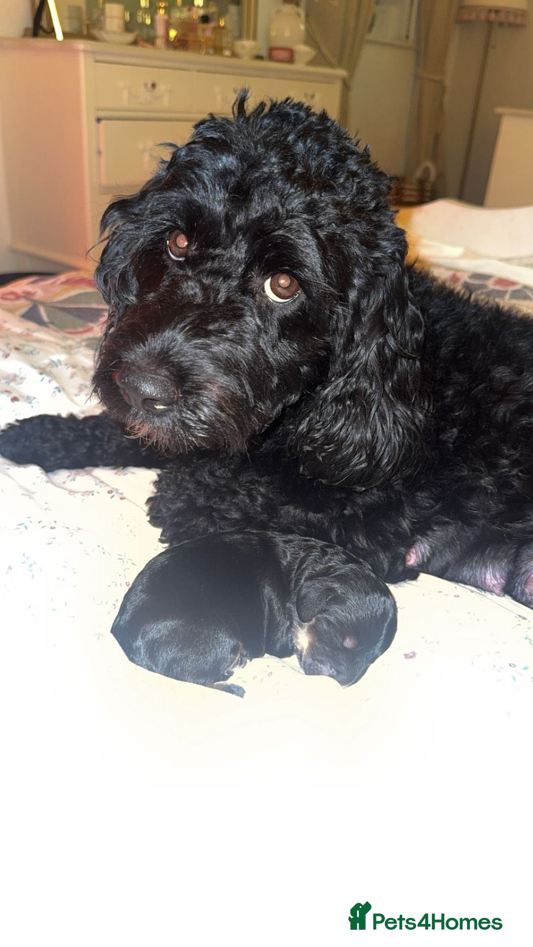 Cockapoo dogs for sale: CHAMPION COCKAPOO - Advert 18