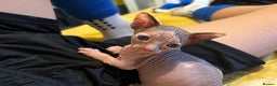 Sphynx cats for sale: Beautiful Sphynx babies  - Advert 7