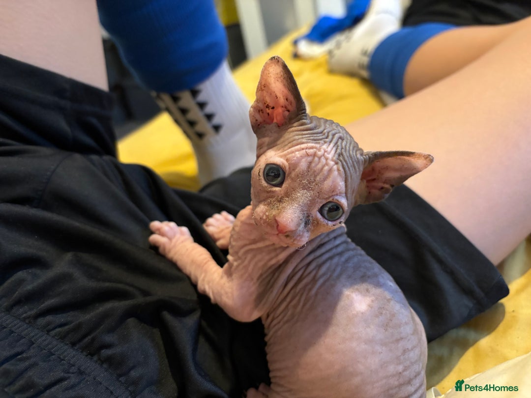 Sphynx cats for sale: Beautiful Sphynx babies  - Advert 7