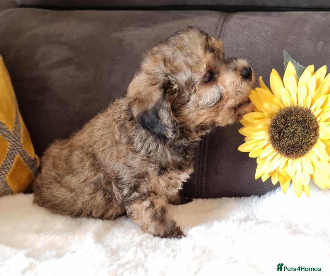 Shihpoo dogs for sale: Adorable little Shihpoo's, sold fully vaccinated - Image 6