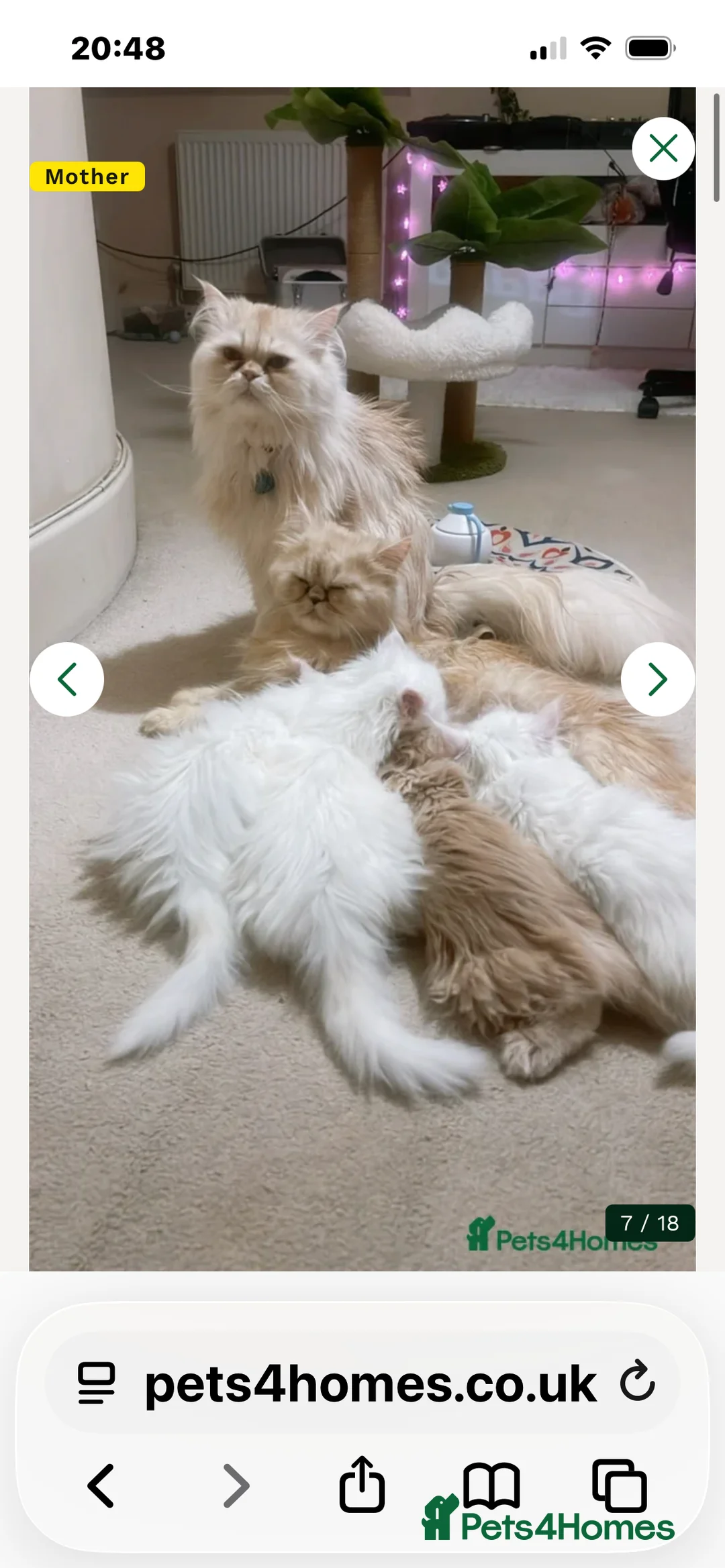 Persian cats for sale: ꨁ 🍃 ҉🌺☆ EXOTIC LONG HAIR PERSIAN  - Advert 3