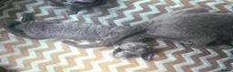 Devon Rex cats for sale: Dashing Devons - Advert 9