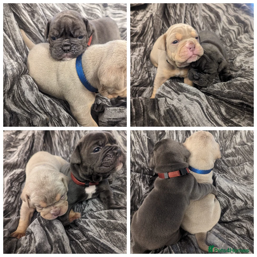 Olde English Bulldogge dogs for stud: BLUE MERLE OEB FOR STUD  in Leeds - Advert 11