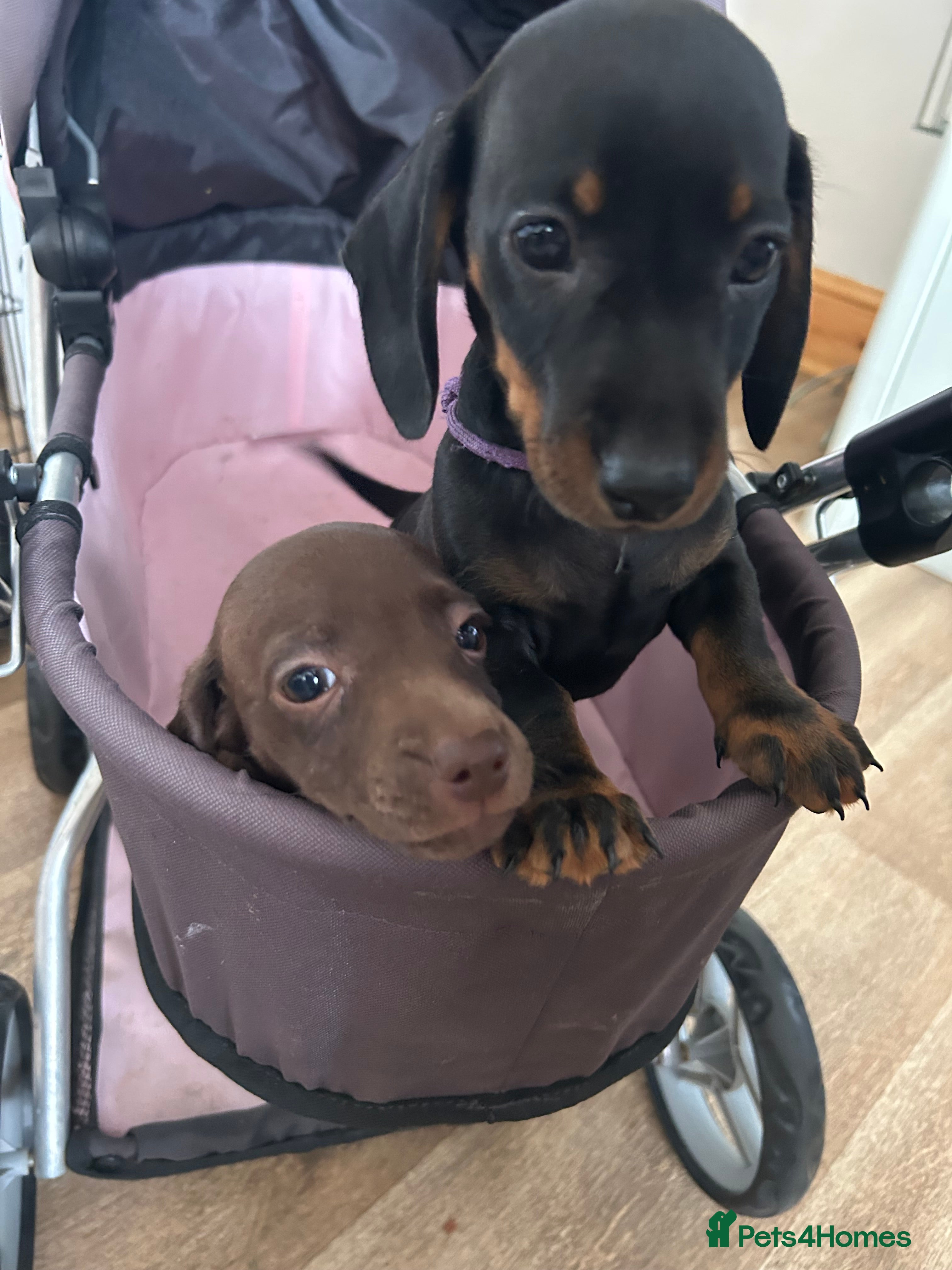 Miniature Dachshund dogs Miniature smooth haired dachshund pups for sale - Advert 2