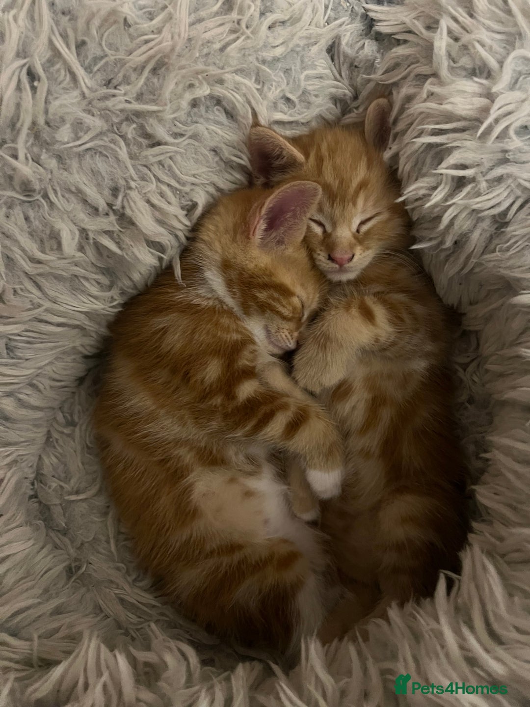 Mixed Breed cats for sale:  Beautiful Kittens for Sale – 2 Boys & 2 Girls 🐾 - Image 15