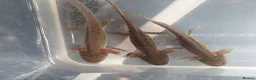 Axolotl reptiles for sale: Baby axolotls  - Advert 2