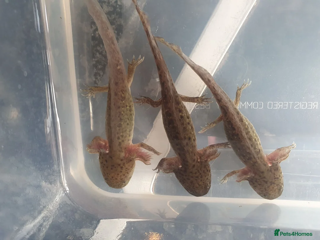 Axolotl reptiles for sale: Baby axolotls  - Advert 2