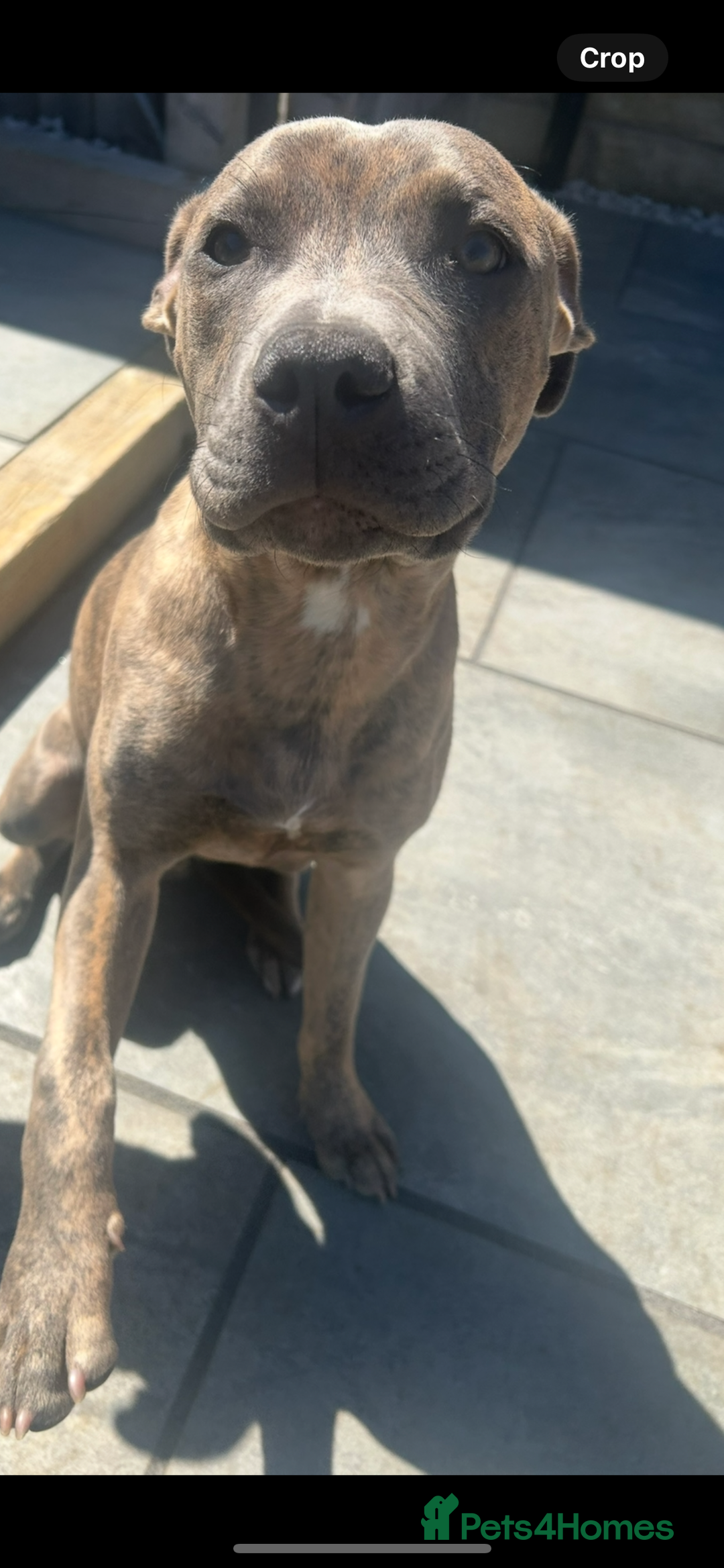 Staffordshire Bull Terrier dogs for sale: 1 year old staffy for rehoming.  - Advert 3