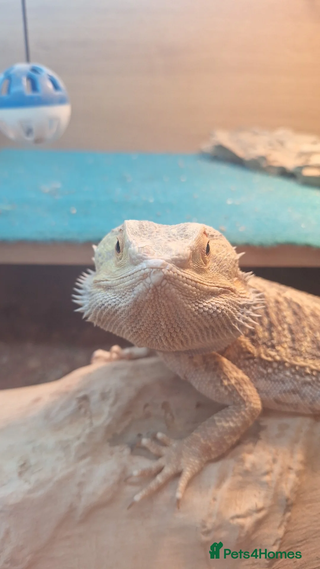 Bearded Dragon reptiles for sale: Female bearded dragon  in Milnthorpe - Advert 3
