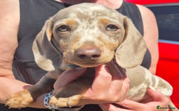 Dachshund dogs for sale: Beautiful kc isabella dapple dachshunds - Image 15