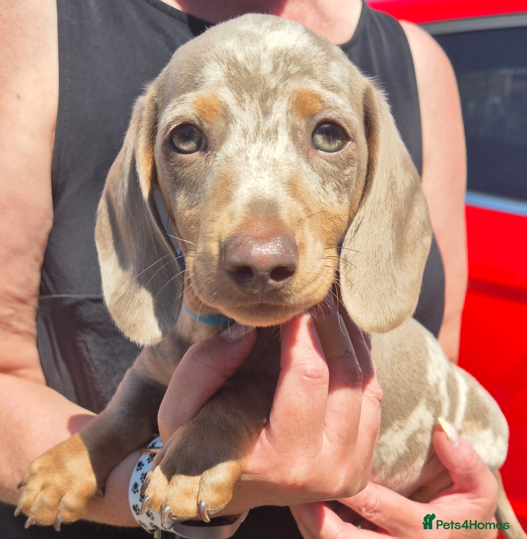 Dachshund dogs for sale: Beautiful kc isabella dapple dachshunds - Image 15
