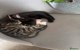 Domestic Shorthair cats for sale: 3 beautiful kittens for sale.  - Image 2