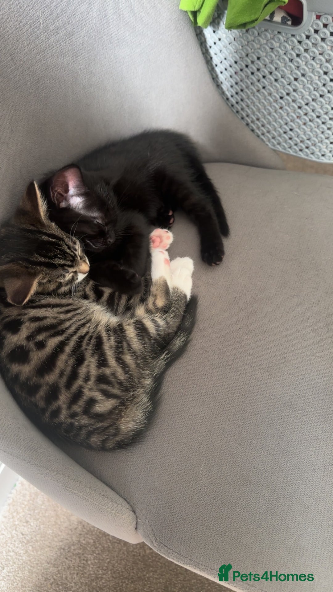 Domestic Shorthair cats for sale: 3 beautiful kittens for sale.  - Image 2