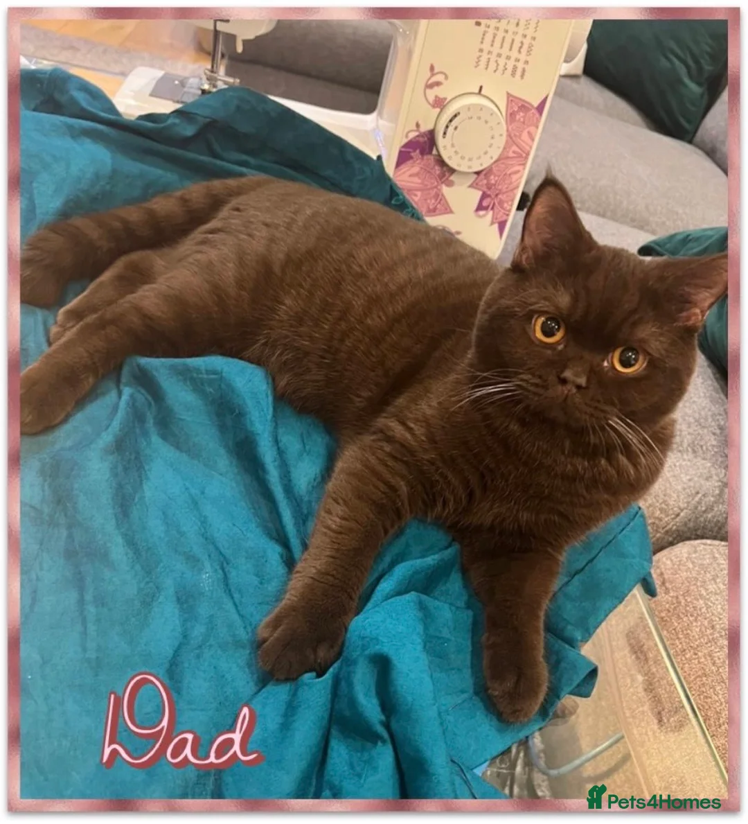 British Shorthair cats for sale: PURE BREED BSH CHUNKY KITTENS - Advert 2