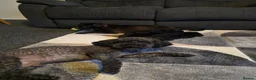 Mixed Breed dogs for sale: Puppies looking for home ❤️  in Grantham - Advert 2