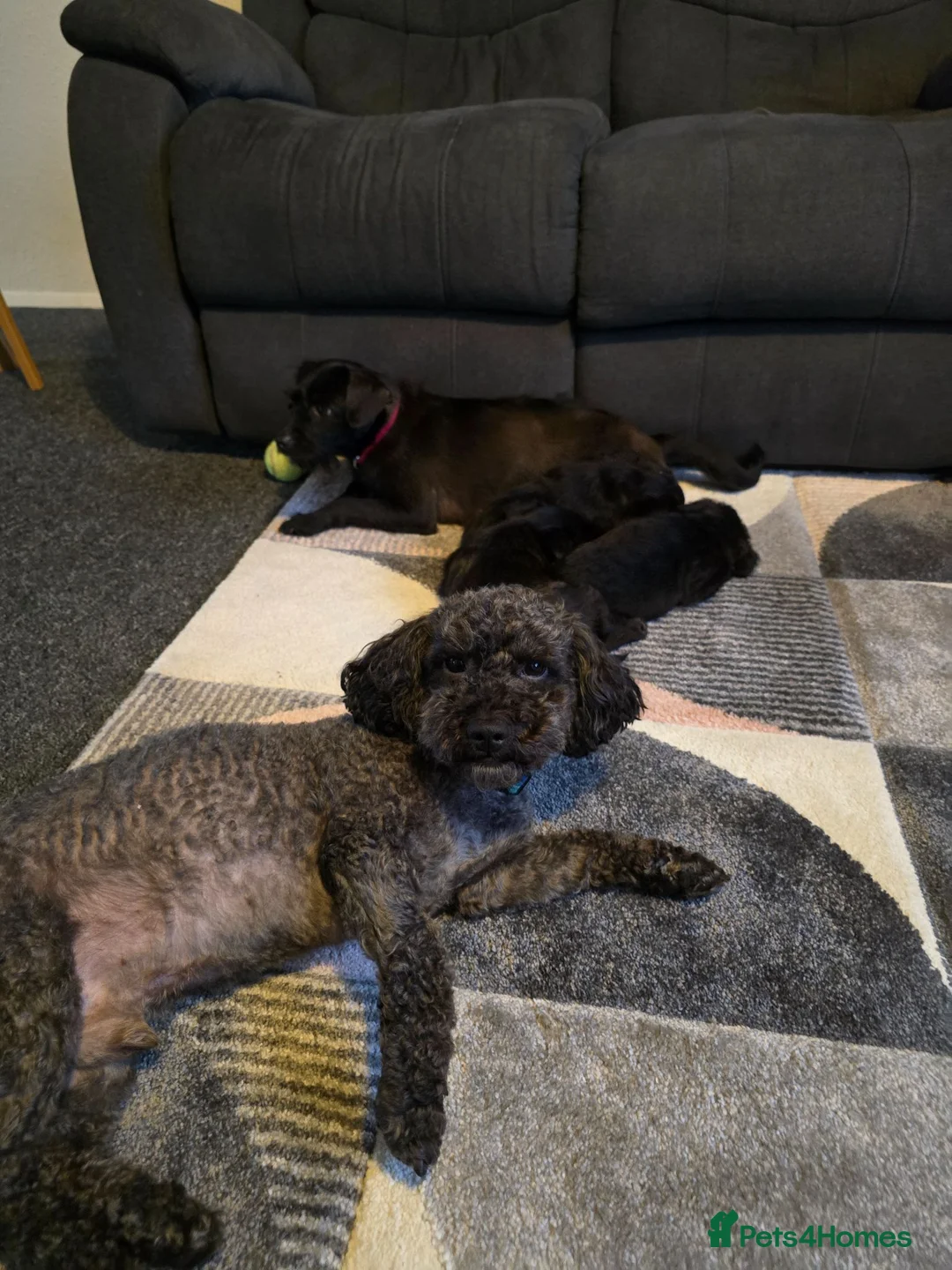 Mixed Breed dogs for sale: Puppies looking for home ❤️  in Grantham - Advert 2