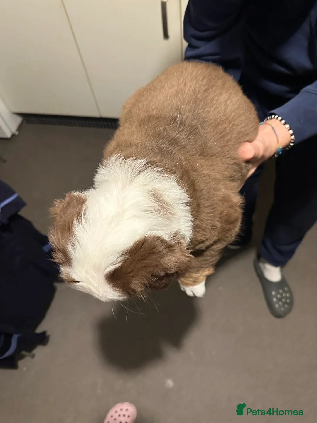 Mixed Breed dogs for sale: FLUFFY OLD TYME ENGLISH BULLDOG  - Advert 10