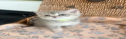 British Shorthair cats for sale: Cuteness overload♥️ British shorthair/chinchillas  - Advert 15